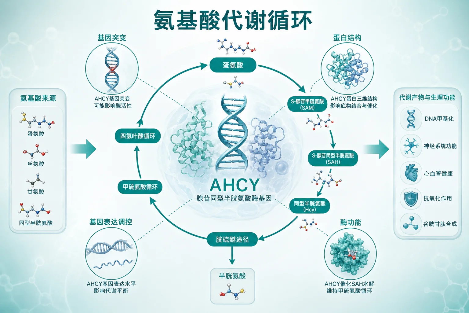 S- 腺苷高半胱氨酸水解酶缺乏型高甲硫氨酸血症 - 氨基酸代谢循环