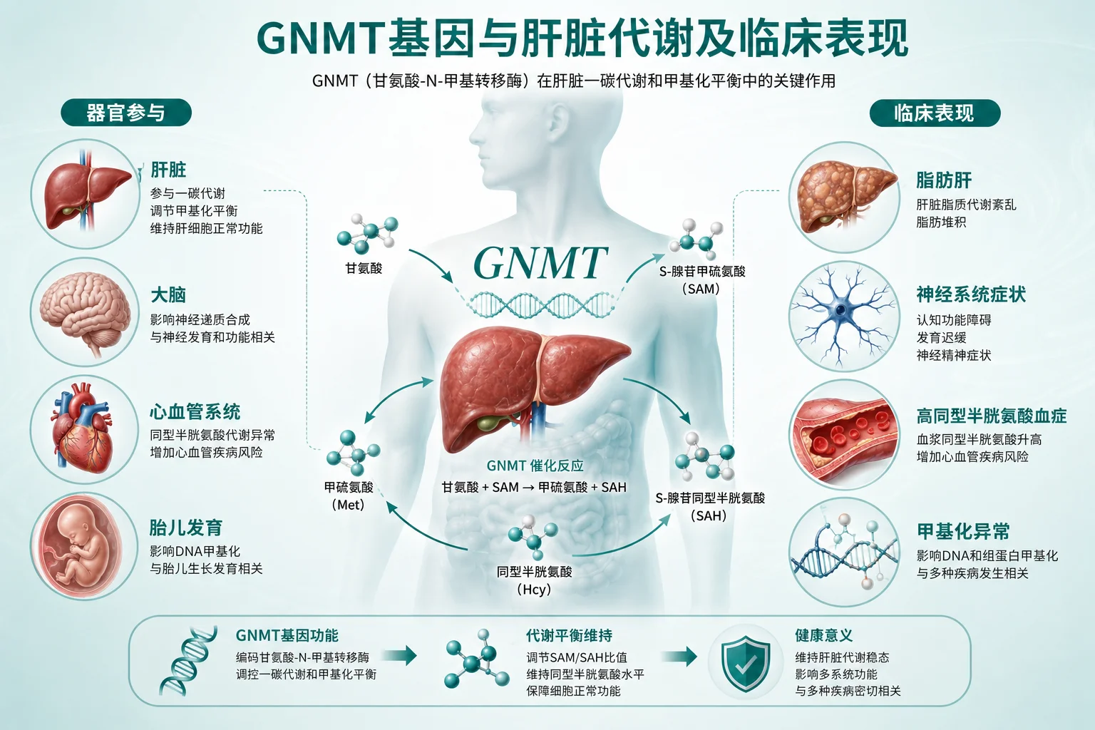 甘氨酸N- 甲基转移酶缺乏症 - 肝脏代谢示意