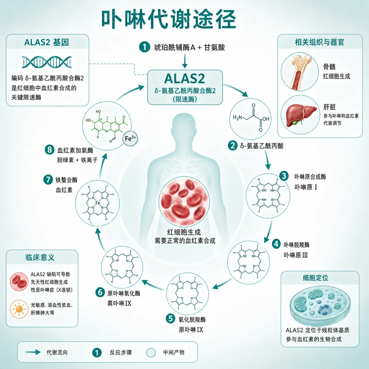 X 连锁原卟啉病 - 卟啉代谢途径示意图 基因遗传模式图 皮肤光敏反应示意