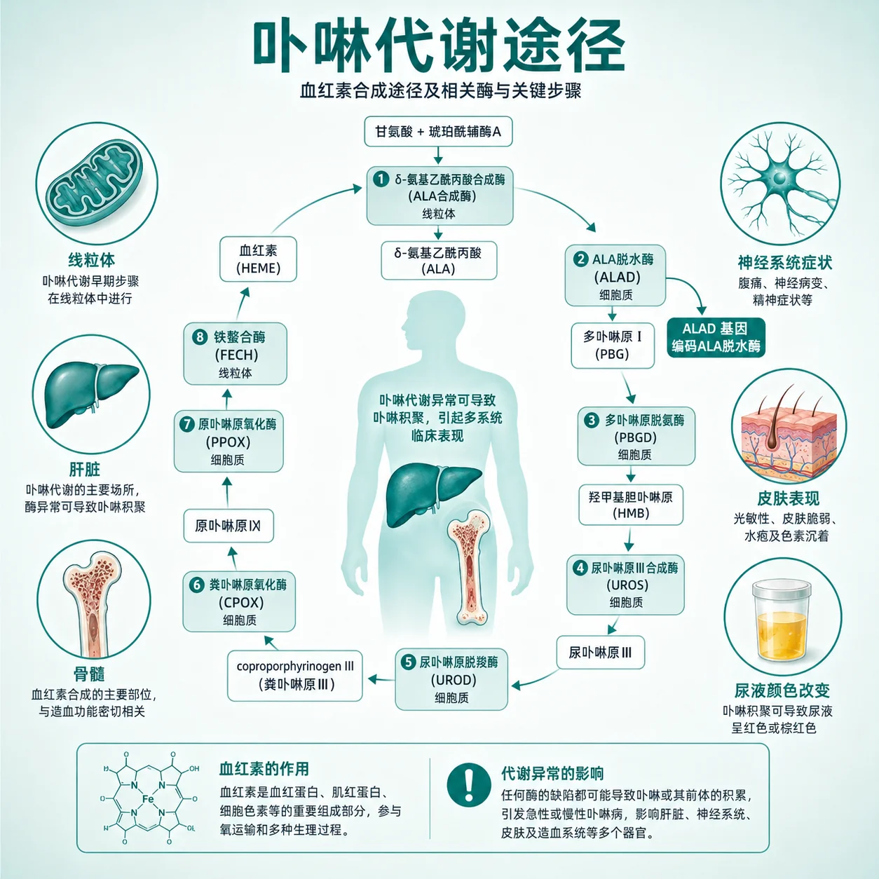 急性肝卟啉病 - 卟啉代谢通路示意图