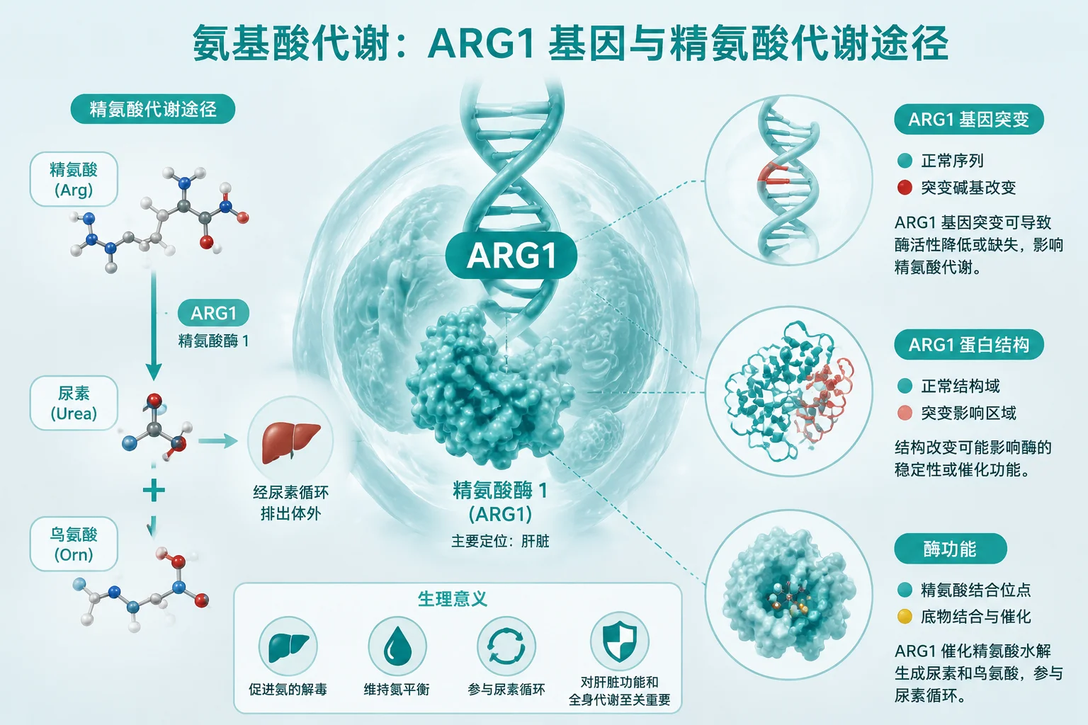 精氨酸酶缺乏症 - 氨基酸代谢