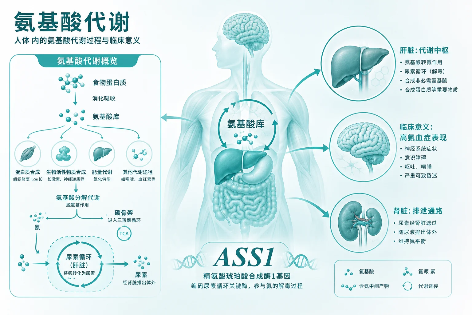 瓜氨酸血症1 型 - 氨基酸代谢