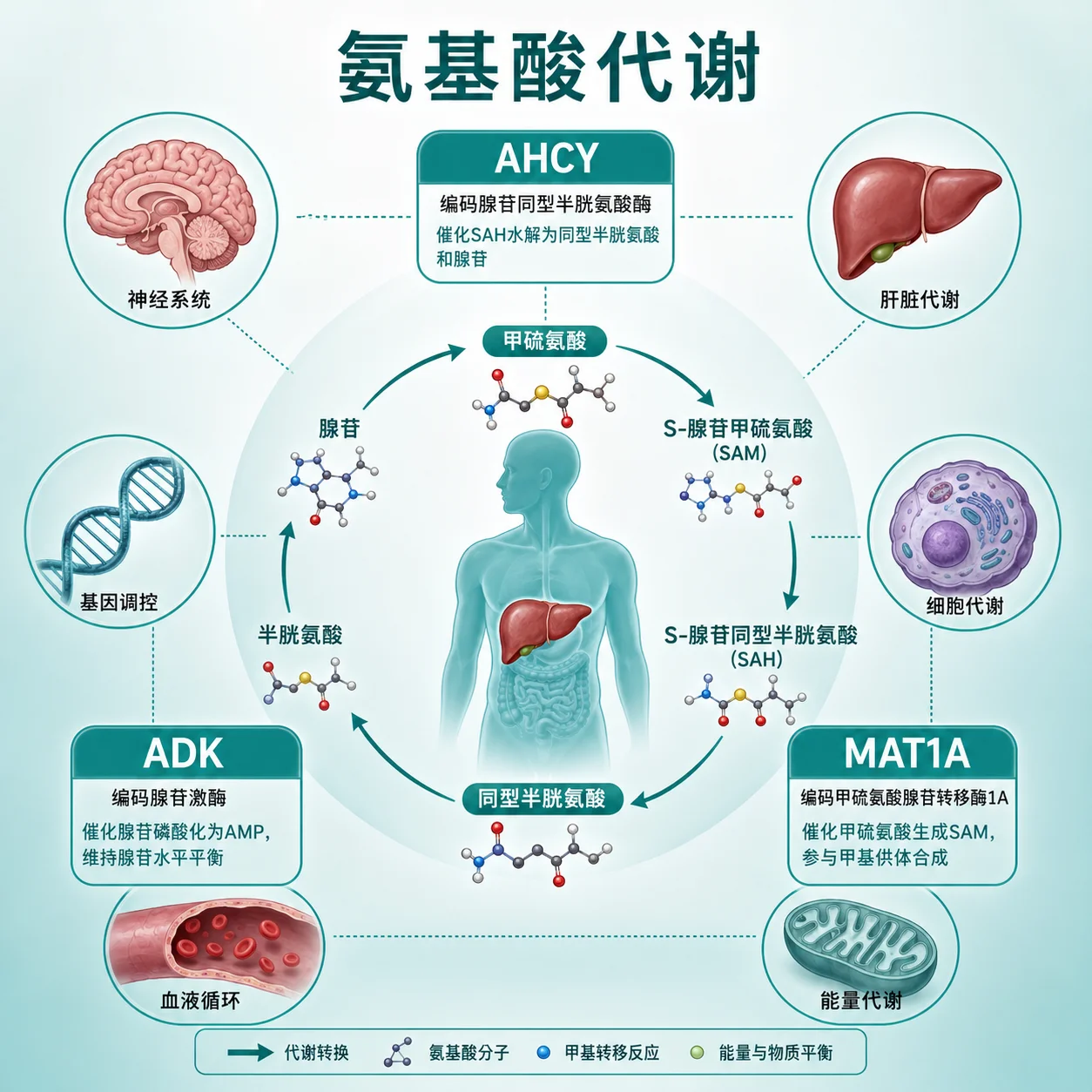 甲硫氨酸血症 - 氨基酸代谢示意图