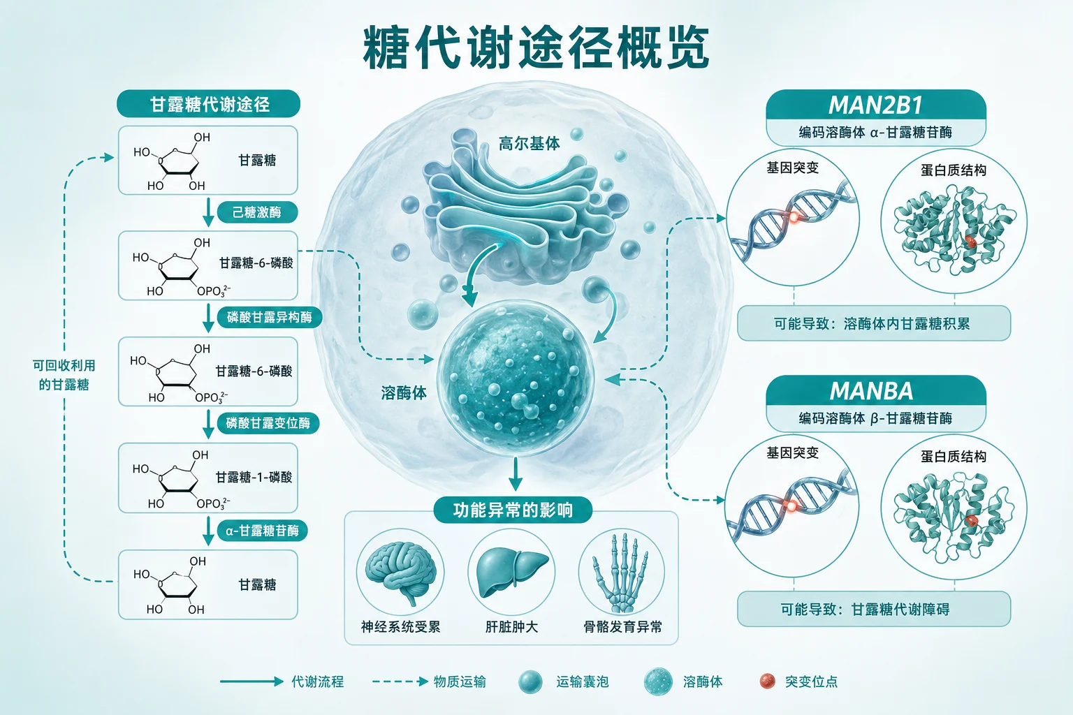 甘露糖苷贮积症 - 糖代谢通路