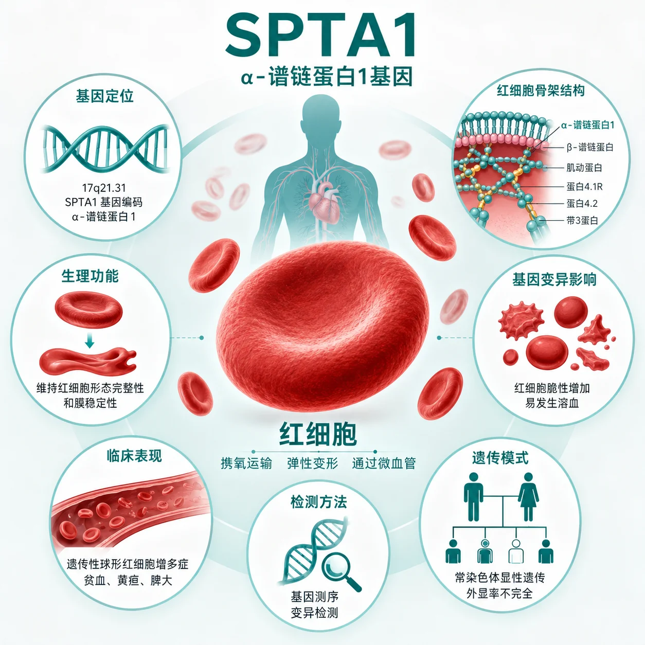 遗传性热异形性红细胞增多症 - 红细胞结构示意图