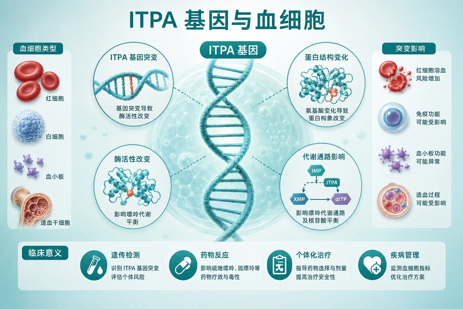 特发性血小板减少性紫癜 - 血液细胞
