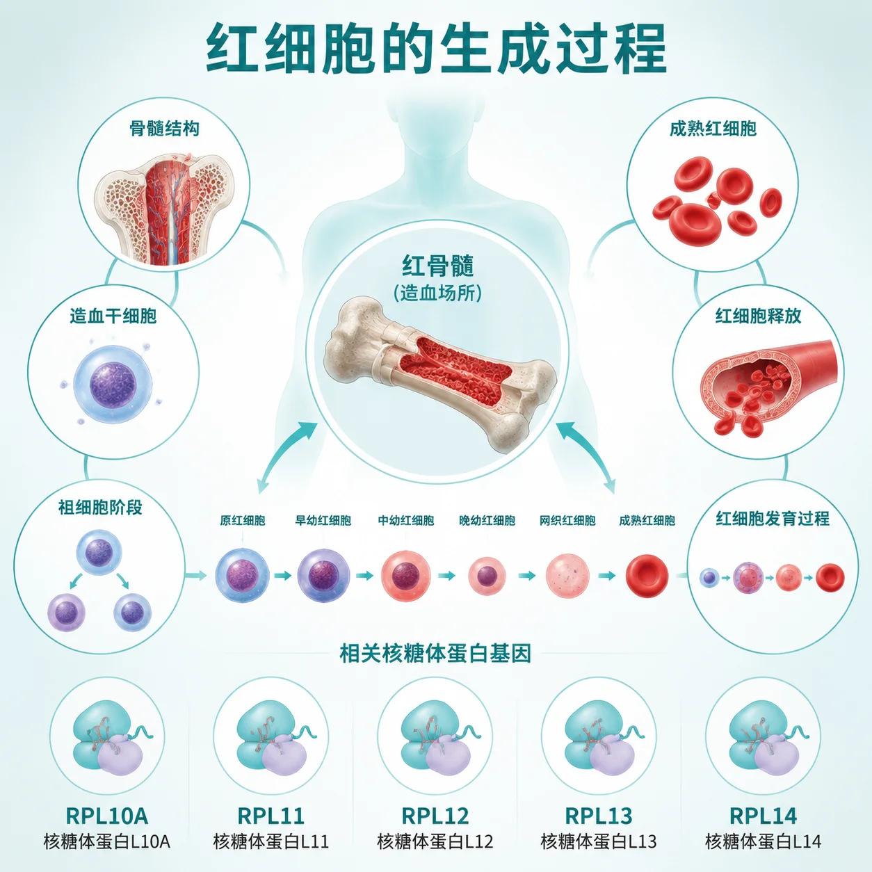 Diamond-Blackian 贫血 - 红细胞生成 骨髓造血 遗传示意