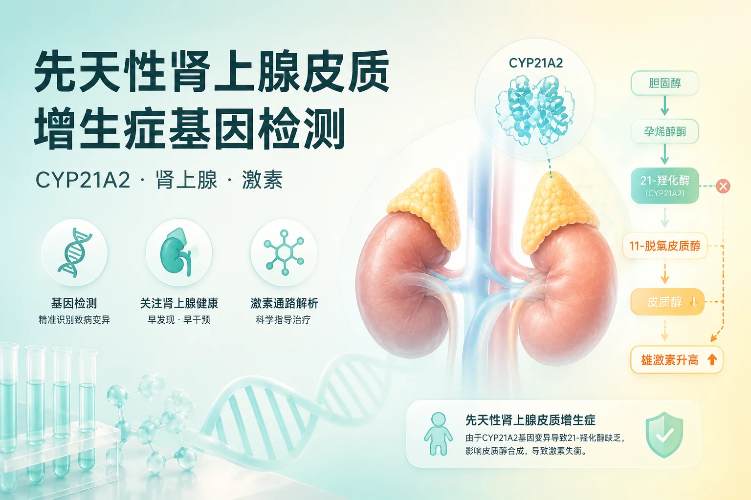 先天性肾上腺皮质增生症基因检测